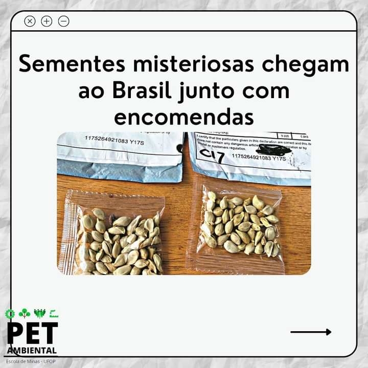 sementes misteriosas