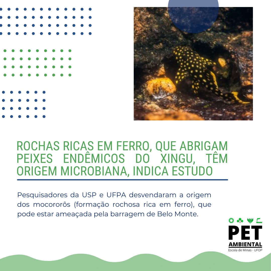 Rochas ricas em ferro, que abrigam peixes endêmicos do Xingu, têm origem microbiana, indica estudo
